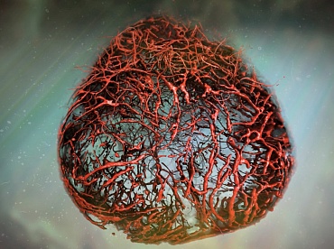 Ученые вырастили в лаборатории идеальные человеческие кровеносные сосуды